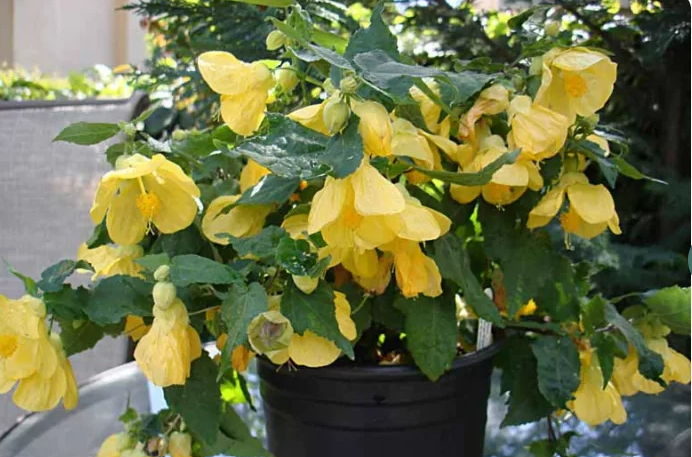 Abutilon 'Lucky Lantern Yellow' – Flowering Maple (Chinese Lantern)