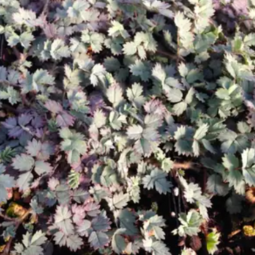 Acaena saccaticupula 'Blue Haze' – New Zealand Burr