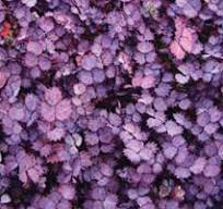 Acaena inermis Purpurea – Purple New Zealand Burr