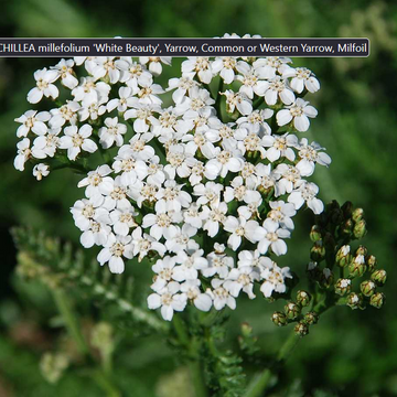 Achillea millefolium 'White Beauty' – Yarrow