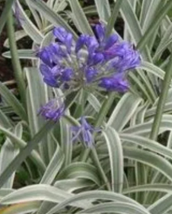 Agapanthus 'Tinker Bell' – Lily-of-the-Nile