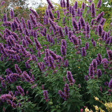 Agastache 'Blue Boa' – Hummingbird Mint