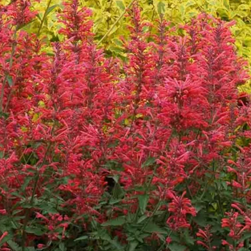 Agastache 'Kudos Coral' – Dwarf Hyssop