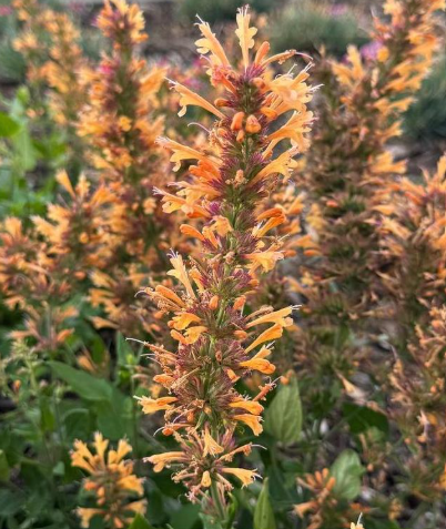 Agastache rupestris 'Honeysticks Ember' – Hummingbird Mint