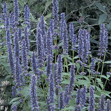 Agastache 'Sunrise Blue' – Hummingbird Mint