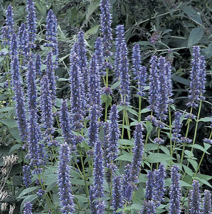 Agastache 'Sunrise Blue' – Hummingbird Mint