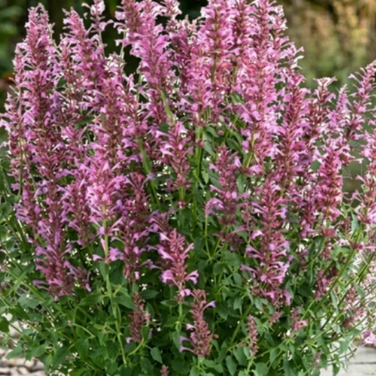 Agastache hybrid Sunny Sparks 'Pink Improved' – Hummingbird Mint