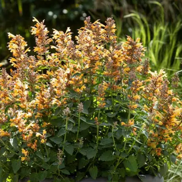 Agastache 'Sunrise Orange' – Hummingbird Mint