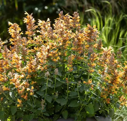 Agastache 'Sunrise Orange' – Hummingbird Mint