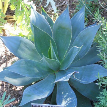 AGAVE 'Blue Flame' (Available Now)