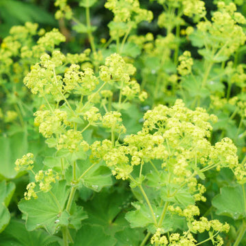Alchemilla mollis 'Thriller' – Lady's Mantle
