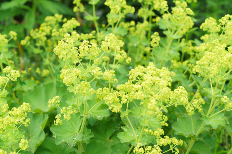 Alchemilla mollis 'Thriller' – Lady's Mantle