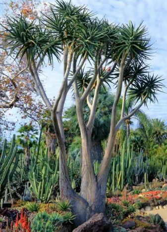 Aloe barberae – Tree Aloe
