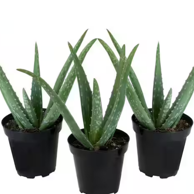 Aloe vera – Aloe Vera