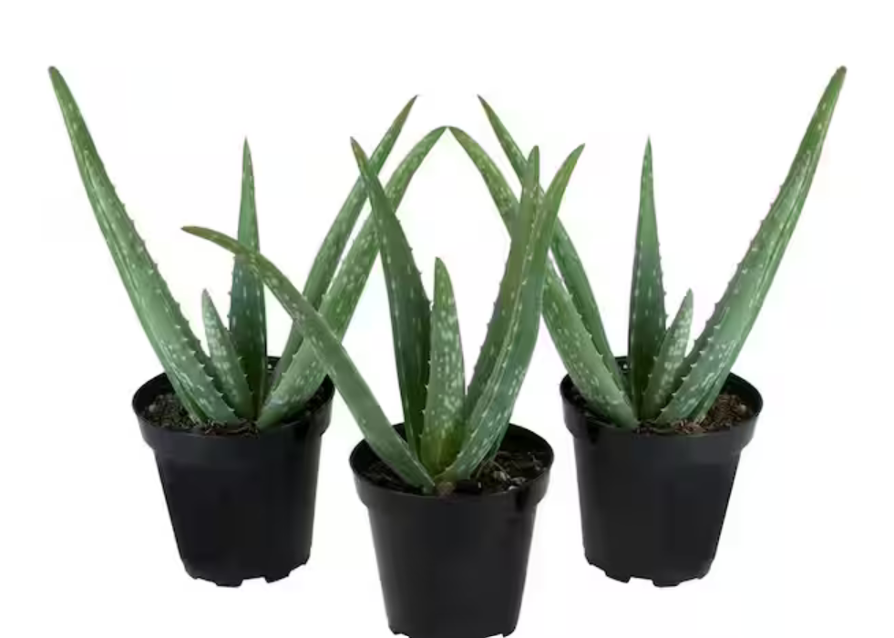 Aloe vera – Aloe Vera