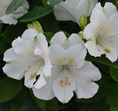 Alstroemeria 'Princess Claire' – Princess Lily