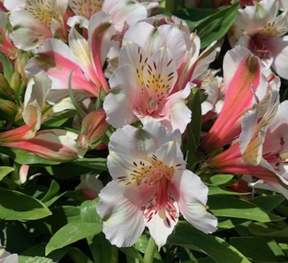 Alstroemeria 'Inca Tirol' – Peruvian Lily (Inca Lily)