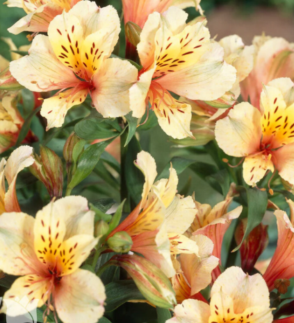 Alstroemeria 'Inca Apricot' – Peruvian Lily (Inca Lily)
