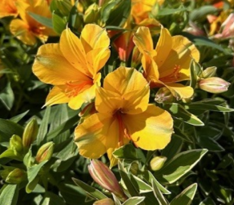 Alstroemeria 'Princess Lisa' – Princess Lily