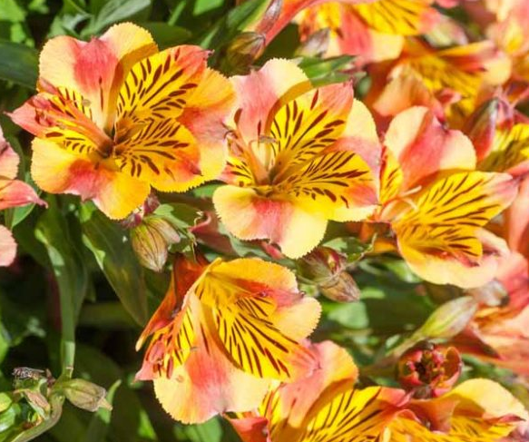 Alstroemeria 'Princess Diana' – Princess Lily