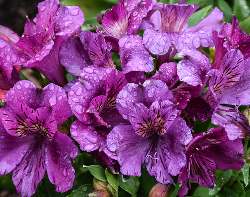 Alstroemeria 'Princess Tamara' – Princess Lily