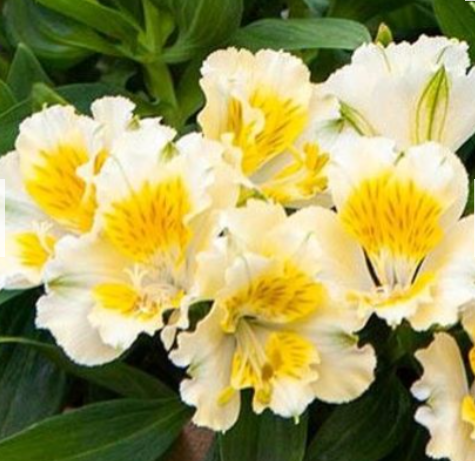 Alstroemeria Colorita 'Yentl' – Peruvian Lily