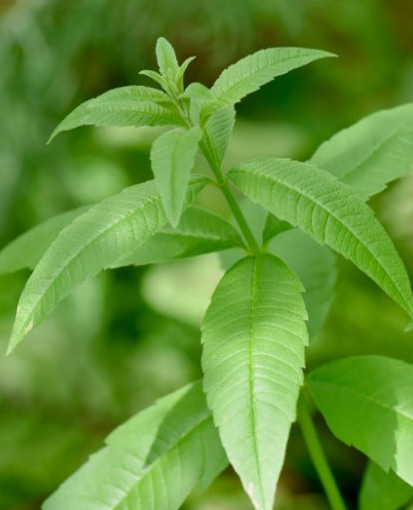 Aloysia triphylla – Lemon Verbena