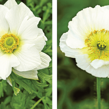 Anemone coronaria 'Rainbow Albino' – Poppy-Flowered Anemone
