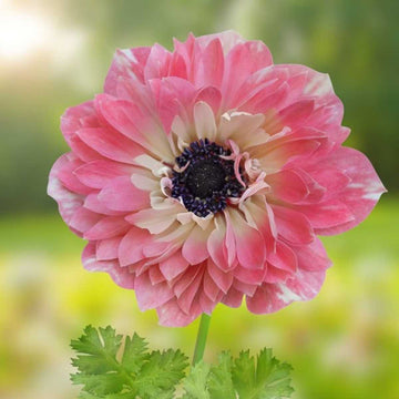 Anemone coronaria 'Fullstar Strawberry' – Poppy-Flowered Anemone