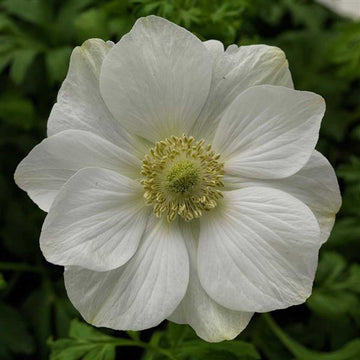 Anemone coronaria 'Harmony White' – Poppy-Flowered Anemone