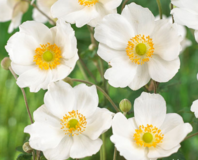 Anemone x hybrida 'Honorine Jobert' (syn. Eriocapitella hybrida 'Honorine Jobert') – Japanese Anemone