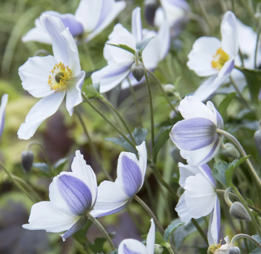 Anemone 'Wild Swan' – Windflower