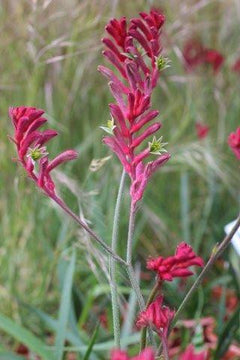 Anigozanthos 'Ruby Velvet' (Range Series) – Kangaroo Paw