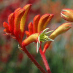 ANIGOZANTHOS flavidus hybrid 'Landscape Tangerine' (Landscape Series)