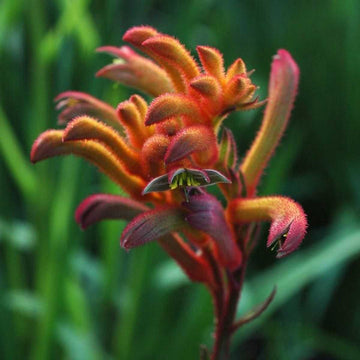 ANIGOZANTHOS 'Bush Blitz' (Bush Gems Series) (Available Now)