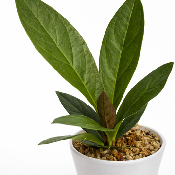 Anthurium plowmanii – Bird's Nest Anthurium