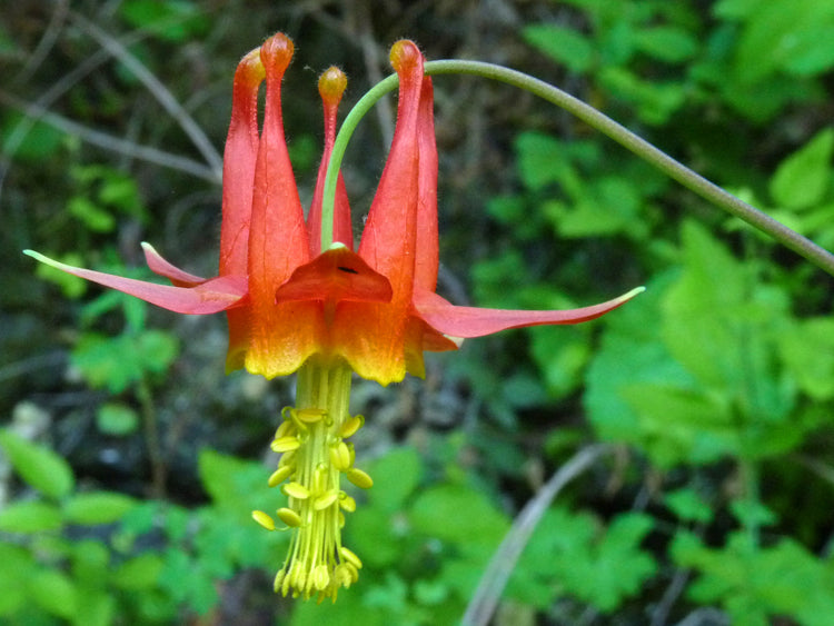 Aquilegia formosa – Western Columbine