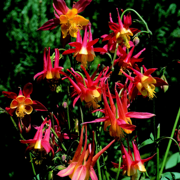 Aquilegia skinnerii 'Tequila Sunrise' – Columbine