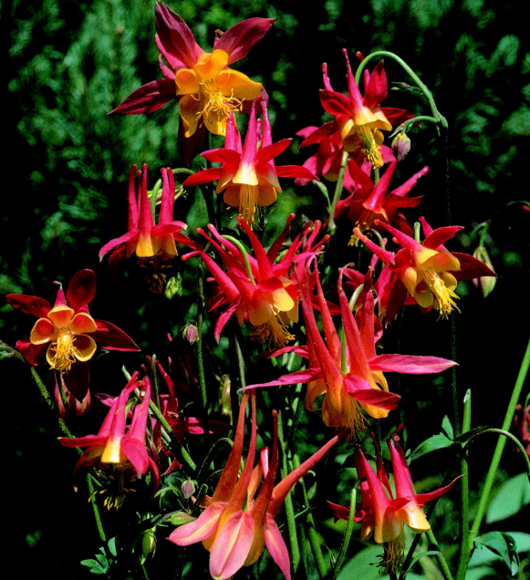 Aquilegia skinnerii 'Tequila Sunrise' – Columbine