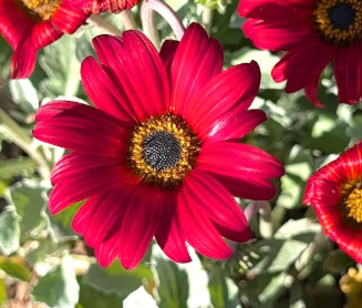 Arctotis x hybrida Majec 'Scarlet' – African Daisy