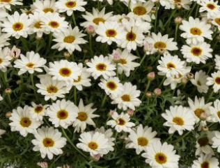 Argyranthemum 'Grandaisy Improved White' – Marguerite Daisy