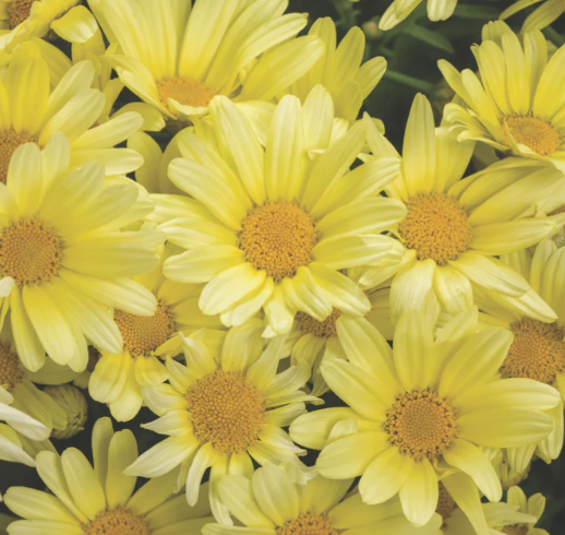 Argyranthemum frutescens 'Beauty Yellow' – Marguerite Daisy