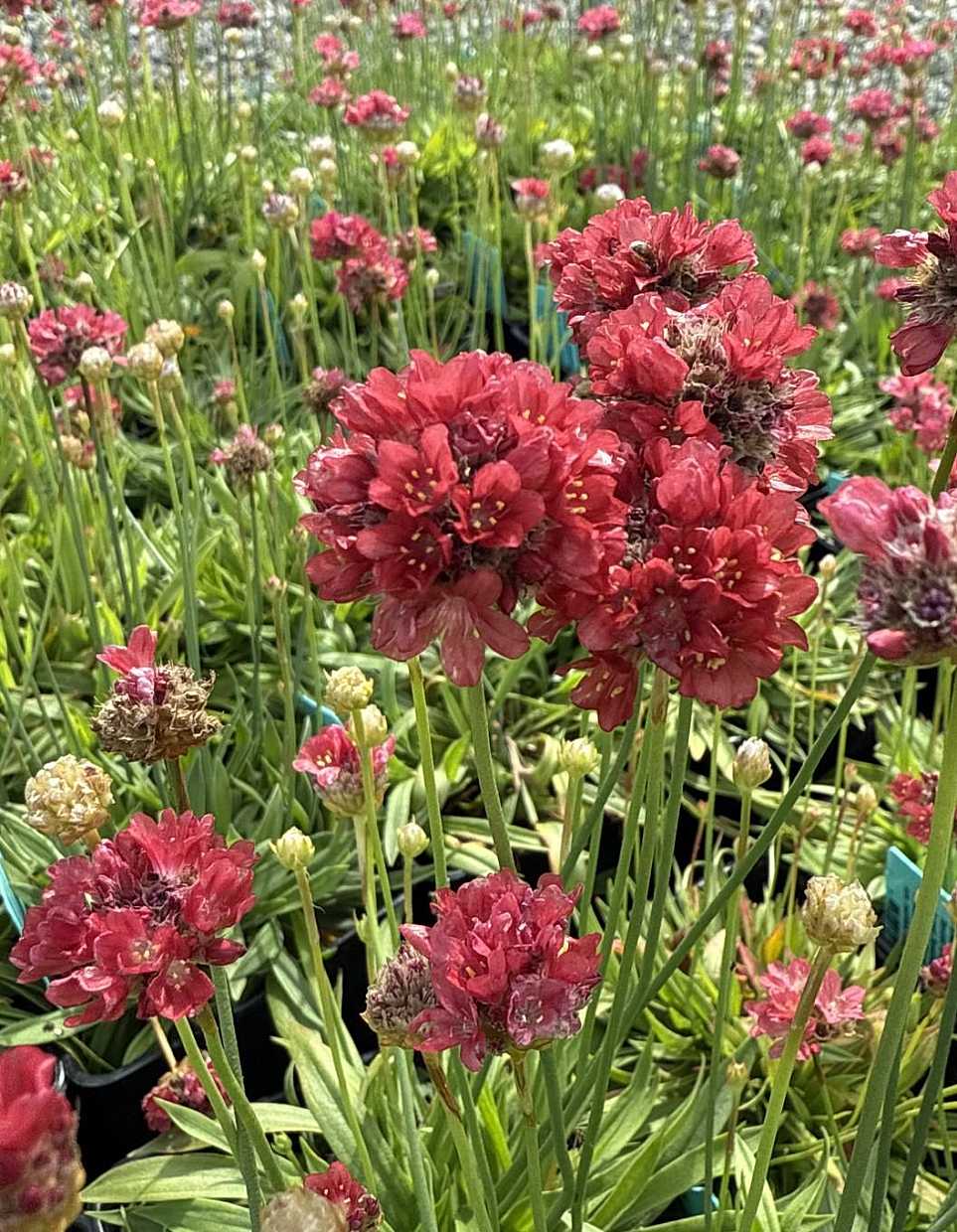 Armeria pseudarmeria 'Ballerina Red' – Sea Thrift