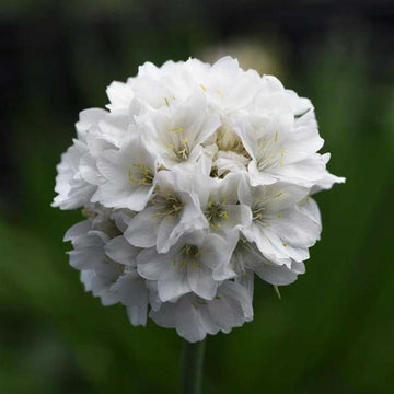 Armeria pseudarmeria Dreameria 'Dream Clouds' – Sea Thrift