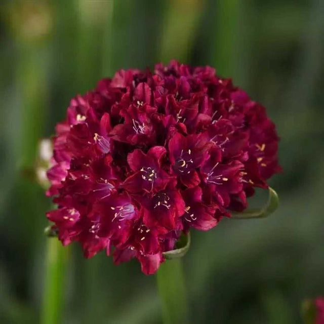 Armeria pseudarmeria Dreameria 'Hypnotic Dreams' – Sea Thrift