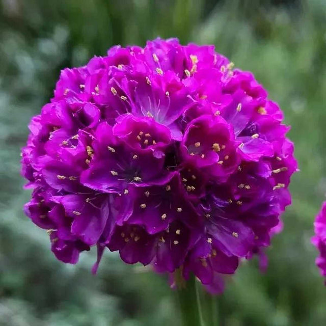 Armeria pseudarmeria Dreameria 'Vivid Dreams' – Sea Thrift