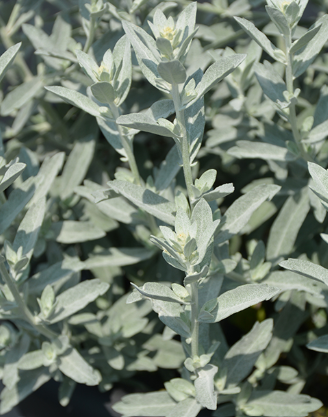 Artemisia hybrid 'GardenGhost' – Wormwood