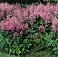 Astilbe x arendsii 'Rheinland' – False Spiraea
