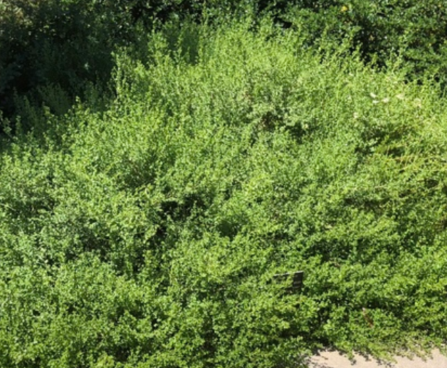 Baccharis pilularis 'Pigeon Point' – Coyote Brush