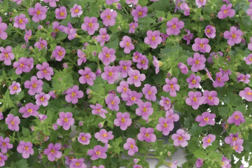 Sutera cordata 'Scopia Gulliver Pink' – Bacopa